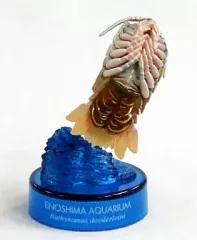 【中古】トレーディングフィギュア オオグソクムシ 「新江ノ島水族館立体生物図録2」のサムネイル
