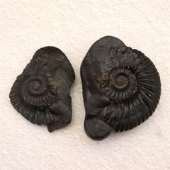 ☆S2101☆ 古代石 (90) 護符 印章石 オリエント出 生命の樹 - メルカリ