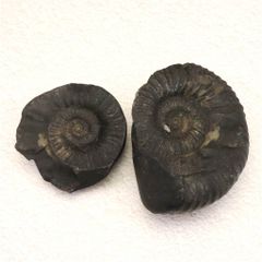パイライト アンモナイト 美麗 ドイツ産 大型標本 53mm - メルカリ