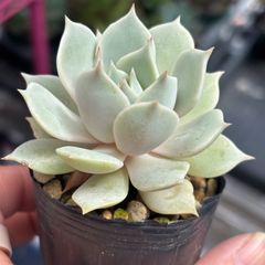 多肉植物 抜き苗 ポセイドン 57 - メルカリ