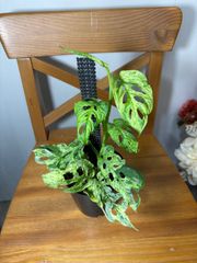 Phyllanthus pulcher - メルカリ