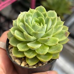 写真現物 グリーンエメラルド 抜き苗 多肉植物 - メルカリ