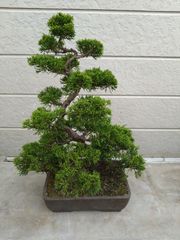 盆栽 真柏 懸崖 模様木 鉢植え - メルカリ