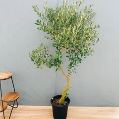 ［現品］13番　創樹　オリーブ　ネバディロブランコ　8号　観葉植物　大型　屋外　ベランダ  オリーブの木　おしゃれのサムネイル