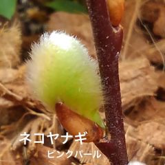 ピンクネコヤナギ 発芽苗 もふもふで可愛い猫柳 切り花 茶花 挿し木