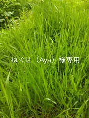 ねぐせ（Aya）様専用【クールメルカリ便】生牧草イネ科各種★農薬除草剤不使用★採れたて発送