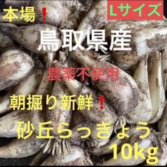 鳥取県産 砂丘 らっきょう 10kg 産地直送 無農薬 - メルカリ