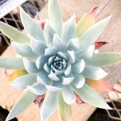 多肉植物 エケベリア 実生苗 7種セット om98 抜き苗 - メルカリ