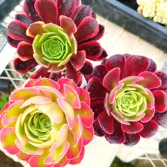 2026年最新】多肉植物 アエオニウムの人気アイテム - メルカリ