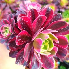 メデューサ 抜き苗 2.5号鉢 群生株 多肉植物 アエオニウム 1鉢分全部