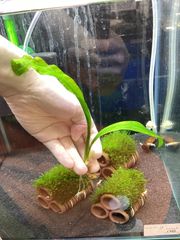 Bidayuha crassispatha Kalimantan Barat - メルカリ