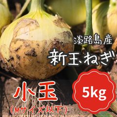 ハヤトウリ 種 苗 6個 富士山麓産 - メルカリ