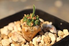 黒牡丹 実生 自家繁殖苗 サボテン 多肉植物 - メルカリ