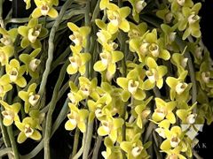 洋蘭 原種 タケノコ蘭 カタセタム Ctsm. planiceps 花芽付き - メルカリ