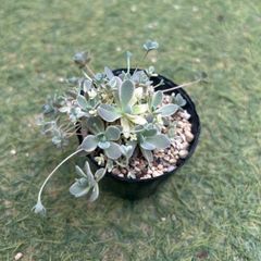 多肉植物 子持ち蓮華錦 鏡花 6センチ鉢 子株大量 抜き苗発送 - メルカリ