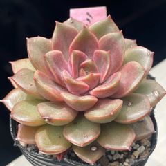 多肉植物　ミナ　抜き苗 多肉植物♡ミナ❤︎抜き苗(根付き) - メルカリ