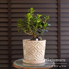 盆栽 エバーフレッシュ 曲がり仕立て 5号陶器鉢 Ever fresh BONSAI