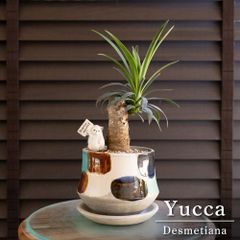 盆栽 エバーフレッシュ 曲がり仕立て 5号陶器鉢 Ever fresh BONSAI