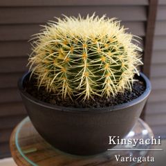 斑入り】金鯱 サボテン 金鯱錦 バリエガータ 8号 硬質樹脂ポット