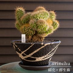サボテン 金鯱錦・斑入・バリエガータ 斑入り】金鯱 サボテン 金鯱錦 バリエガータ 8号 硬質樹脂ポット