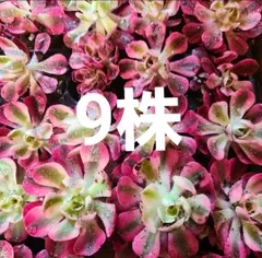 ピンクウィッチ 抜き苗 9苗 多肉植物 エケベリアのサムネイル