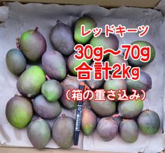 摘果マンゴー 未熟マンゴー 加工用マンゴー グリーン/ 約1.9㎏〈170