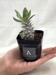 自家採種した超新鮮な パキポディウム ホロンベンセ の種子10粒 - メルカリ