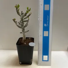 多肉植物　チレコドン　ブッコロジアナ(レア)  抜き苗根付きのサムネイル