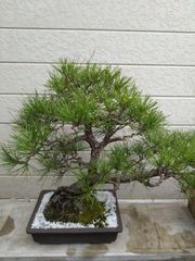 錦松 盆栽 中品 黒松 貴風盆栽 赤松 松 古木感抜群 松盆栽 約30cm