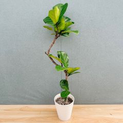 在庫］【希少】☆珍しい☆ フィロデンドロン ワルセウィッチー 8号