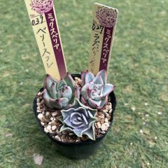 多肉植物 チワワエンシスイエコラ×中里リンゼアナ 抜き苗 - メルカリ