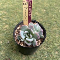多肉植物 チワワエンシスイエコラ×中里リンゼアナ 抜き苗 - メルカリ