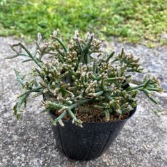 多肉植物 リトープス 菊章玉 抜き苗 - メルカリ