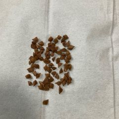 【種子】 ボスウェリア ソコトラナ Boswellia socotrana 5粒 ボスウェリア ソコトラナ Boswellia socotrana 5粒種 - メルカリ