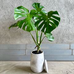 観葉植物 モンステラ 大きめ 根上がり 引き取り限定 - メルカリ