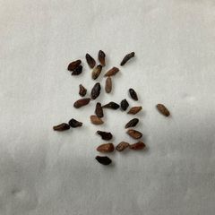 3粒ボスウェリアオクルタBoswellia occulta種子 - メルカリ