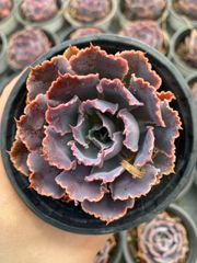 希少品種！特大ユーフォルビア ラクテア 綴化 パープル 観葉植物