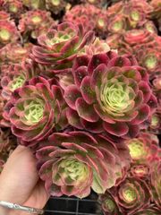 花月夜 超大群生 多肉植物 アエオニウム 抜き苗 - メルカリ
