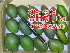 摘果マンゴー 未熟マンゴー 加工用マンゴー グリーン/ 約1.9㎏〈170