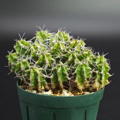 ユーフォルビア ポンデローサ サボテン 多肉植物 - メルカリ