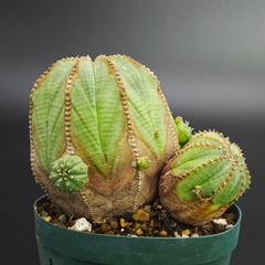 セファロタス Cephalotus follicularis 2鉢 - メルカリ