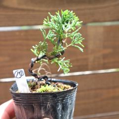糸魚川 真柏 撮影日2026*05*31日 盆栽 真柏 捻転幹 鉢植え - メルカリ