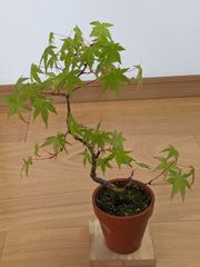 モミジ 黄八丈 イロハモミジ系 90cmもみじ 紅葉 カエデ 鉢植え 苗木