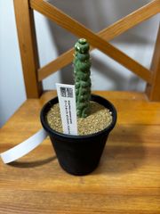 アデニアSPクリスタルグリーン 現地球 発根株 （鉢付き) - メルカリ