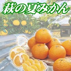 きたーーー‼️とにかく甘さを追求‼️数量限定‼️万田酵素甘平(かんぺい