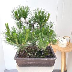 現品 盆栽 松 陶器鉢 61番 人気 観葉植物 インテリアグリーン 盆栽松