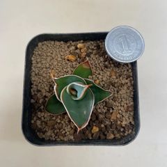 多肉植物 竜神木 福禄(レア) 抜き苗 根付き - メルカリ
