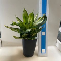多肉植物 竜神木 福禄(レア) 抜き苗 根付き - メルカリ