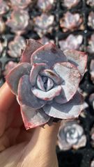 Top【選抜株】多肉植物 265262チーズブルーベリー 35個 鉢無し/脱土