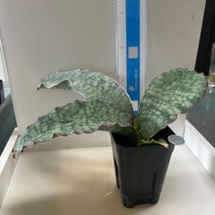 多肉植物 竜神木 福禄(レア) 抜き苗 根付き - メルカリ